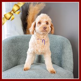 Valeria - Red female Bernedoodle puppy in Connersville, Indiana from Deaz Doodle Ranch