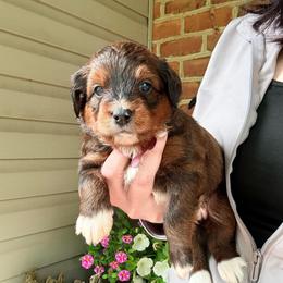 Eleanor - Sable female Bernedoodle puppy in Denver, Pennsylvania from Greenview Puppies