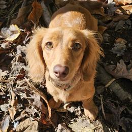 Layla - Dachshund