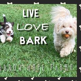 Havanese All Grown Up from Arrow Hope Farms