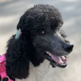 BéyJa  - Poodle