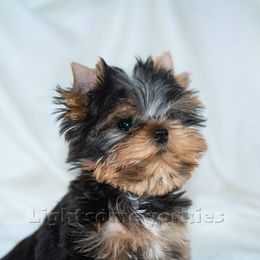 Yorkshire Terrier Puppies from Lightsome Yorkies