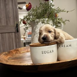 Boy 2 - Cream Dachshund puppy in Alpine, California from Christie's Doxies