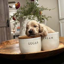 Boy 2 - Cream Dachshund puppy in Alpine, California from Christie's Doxies