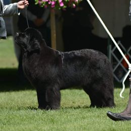 Anita - Newfoundland