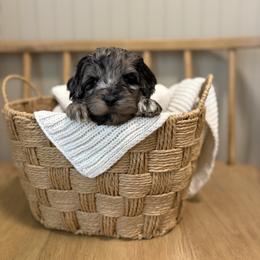 Henry - Merle male Goldendoodle puppy in Zeeland, Michigan from Dandelion Lane Doodles