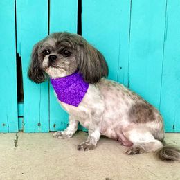 Saylor - Shih Tzu