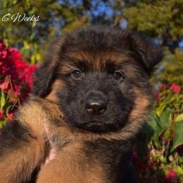 Sky Collar - Black and red male German Shepherd puppy in Orlando, Florida from AceHaven Canines
