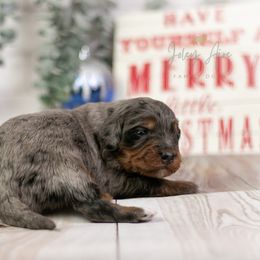 Eiger - Family Friendly - Blue merle female Bernedoodle puppy in Eureka, Illinois from Joley Aire Family Dogs