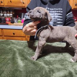 Boy - Gray Cane Corso puppy in Sturgeon Lake, Minnesota from Coffee Lake K9s