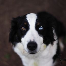 Ruth - Australian Shepherd