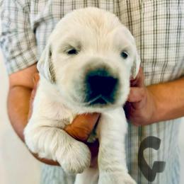Male Pick 3 - Light golden male Golden Retriever puppy in Litchfield Park, Arizona from Phoenix Golden Retriever & Biewer Terriers