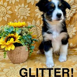 Glitter - Black tri female Miniature American Shepherd puppy in Rochelle, Illinois from Countryside Kennels and Aussies
