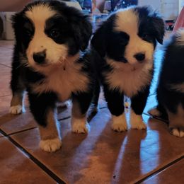 German Shepherd and Miniature Australian Shepherd Puppies from Stephanie Jennings