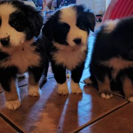 German Shepherd and Miniature Australian Shepherd Puppies from Stephanie Jennings