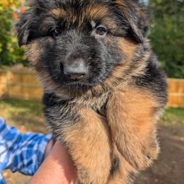 Clifford - Black and red male German Shepherd puppy in Hayward, Wisconsin from League of Shepherds