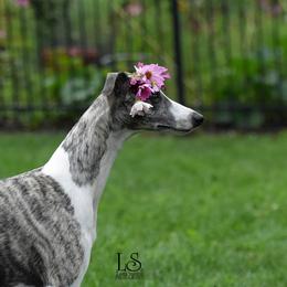 Whippets from Merrithought Whippets