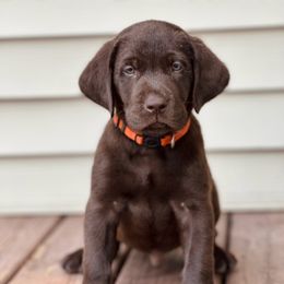 Labrador Retriever Puppies from Northrop Farm