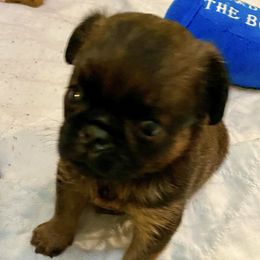Brussels Griffons from Blackwood