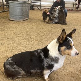 Cruiz - American Corgi