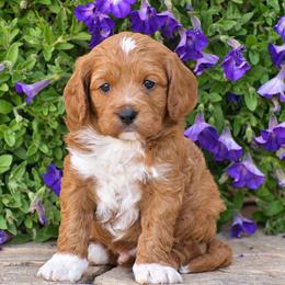 Ben - Red male Cavapoo puppy in Gap, Pennsylvania from Country View Puppies ( License 18816)