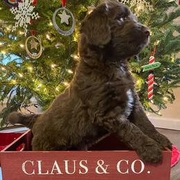 Aussiedoodle Puppies from White River Doodles