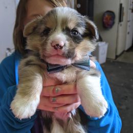Pembroke Welsh Corgi Puppies from G Avenue Corgis