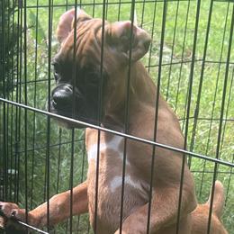 Boxer Puppies from Shaddai Kennels