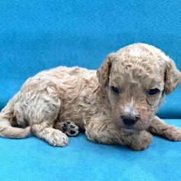 Branch - Cream male Goldendoodle puppy in Spokane, Washington from Goldendoodles on the Prairie