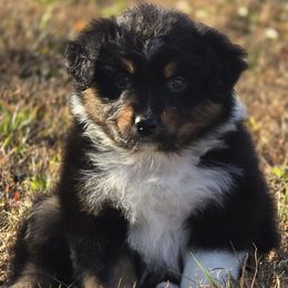 KM.BTF - female Miniature Australian Shepherd puppy in Deer Lodge, Tennessee from KSH Aussie Haven