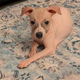Prickly Pear - Red and white female American Hairless Terrier puppy in Phoenix, Arizona from Bare Valley