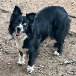 Star - Miniature Australian Shepherd