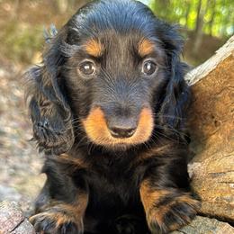 Tio 3200 - Black and tan male Dachshund puppy in Steele, Alabama from Taylored Dachshunds
