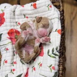 Mary Sanderson - Red  female Goldendoodle puppy in Springville, Utah from JW Doodles