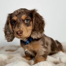 Surf - Chocolate and tan male Dachshund puppy in Lehi, Utah from Cherry Creek Dachshunds