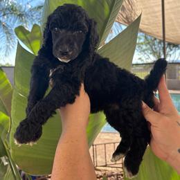 Moon-Girl 6 - Black female Poodle puppy in Calimesa, California from Teakwood Poodles of SoCal