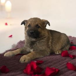 Sable Male 2 - Sable male German Shepherd puppy in Tafton, Pennsylvania from Pocono GSD