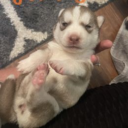 Siberian Husky Puppies from Alexandra's Siberian Huskies