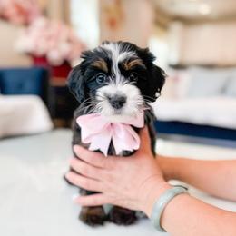 Tiana-light pink - Tri-color female Bernedoodle puppy in Ontario, California from Teddy Doodles & Standard Poodles