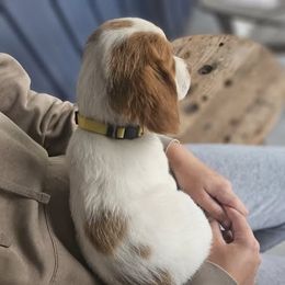 Yellow Collar - Orange and white female Brittany puppy in South Haven, Minnesota from Rolling Field Brittanys
