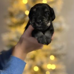 Yellow - Black and silver female Miniature Schnauzer puppy in Cadiz, Kentucky from Southern Magnolia Schnauzers