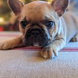 Bulldog and French Bulldog Puppies from Rohde's Road Dog Bullies