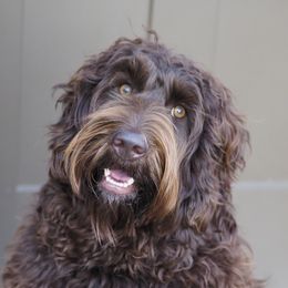 Australian Labradoodles from Gemma Belles Labradoodles
