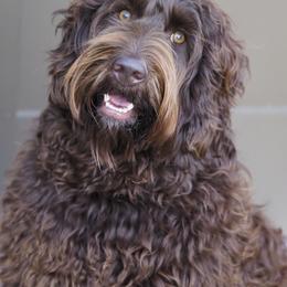 Australian Labradoodles from Gemma Belles Labradoodles