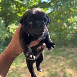 Pink Collar - Black female Pug puppy in Belmont, New Hampshire from Crazy Pugs Haven