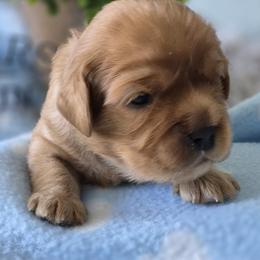 Boy 1 - Black and tan male Cavalier King Charles Spaniel puppy in Paterson, Washington from Royal Garden Cavaliers