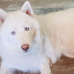 Frost - Siberian Husky