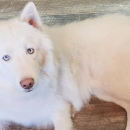 Frost - Siberian Husky