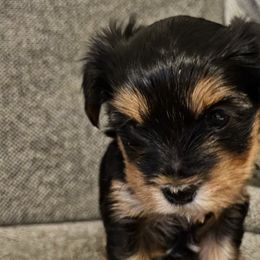 Yorkshire Terriers from The Yorkshire Manor