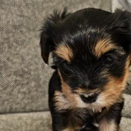 Yorkshire Terriers from The Yorkshire Manor